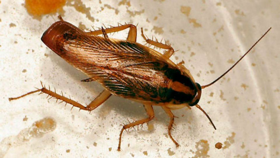 El nombre común de la 'supercucaracha” es el de cucaracha alemana y su nombre científico es Blatella Germánica.