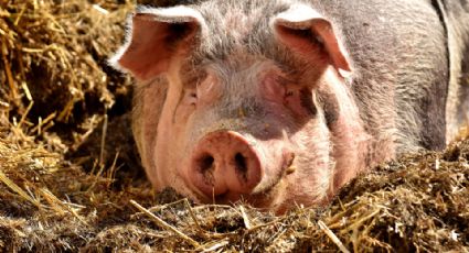 Fallece abuelito tras ser mordido por su cerdo cuando le estaba dando comida en Mérida