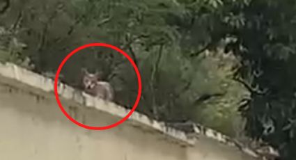 Video: Captan coyote en Facultad de Comunicación, en Monterrey