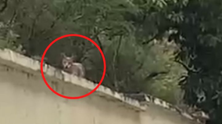 Video: Captan coyote en Facultad de Comunicación, en Monterrey