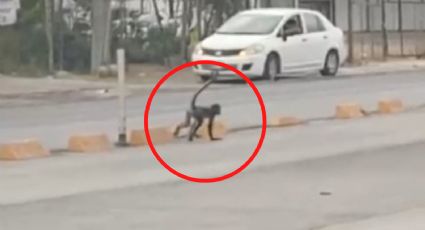 Video: Captan a changuito en avenida Lincoln, en Monterrey