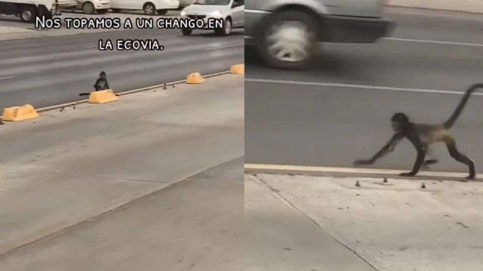 En changuito fue visto en los carriles del sistema de transporte Ecovía, al poniente de Monterrey.