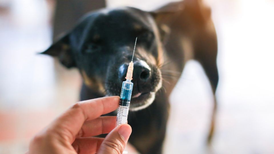 México obtuvo la validación de erradicación del virus, transmitido por los perros, por parte de la OMS en el 2019.