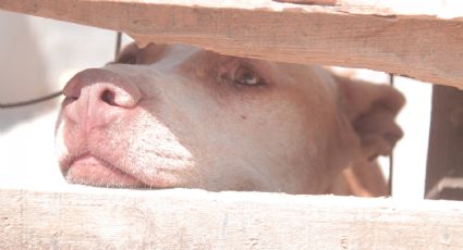 ¿Cómo cuidar a las mascotas en esta onda de calor?