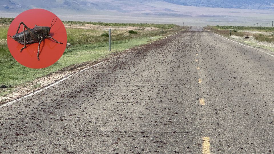 Grillos mormones sobre carretera en Nevada | X / @raystern