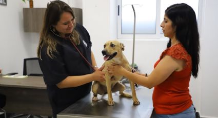 Inicia San Pedro campaña de esterilización de mascotas