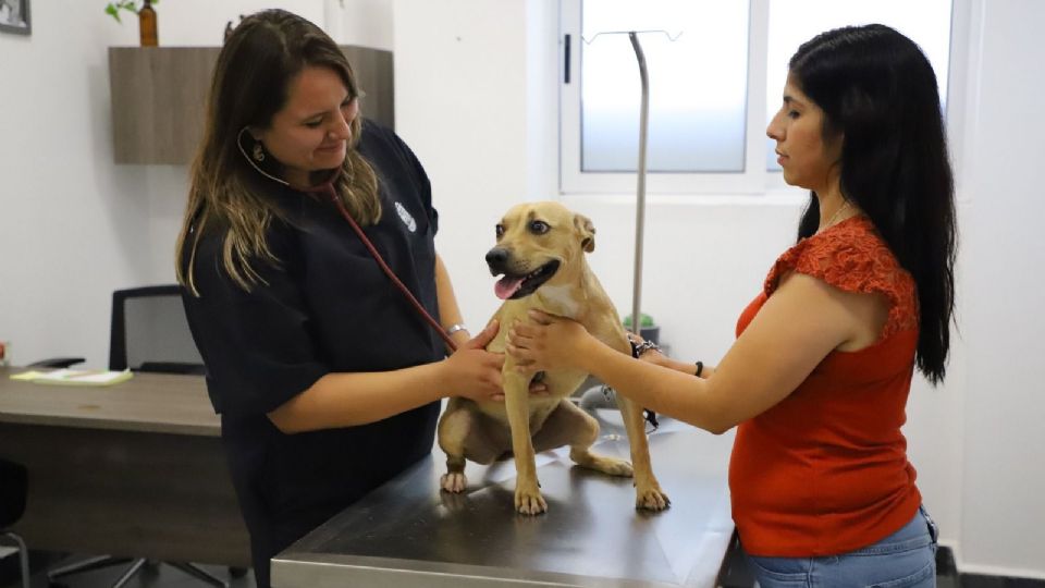 Campaña de esterilización de mascotas