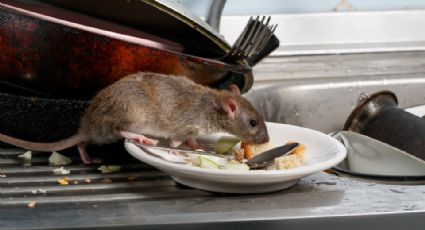 Nueva York celebrará cumbre sobre ratas urbanas