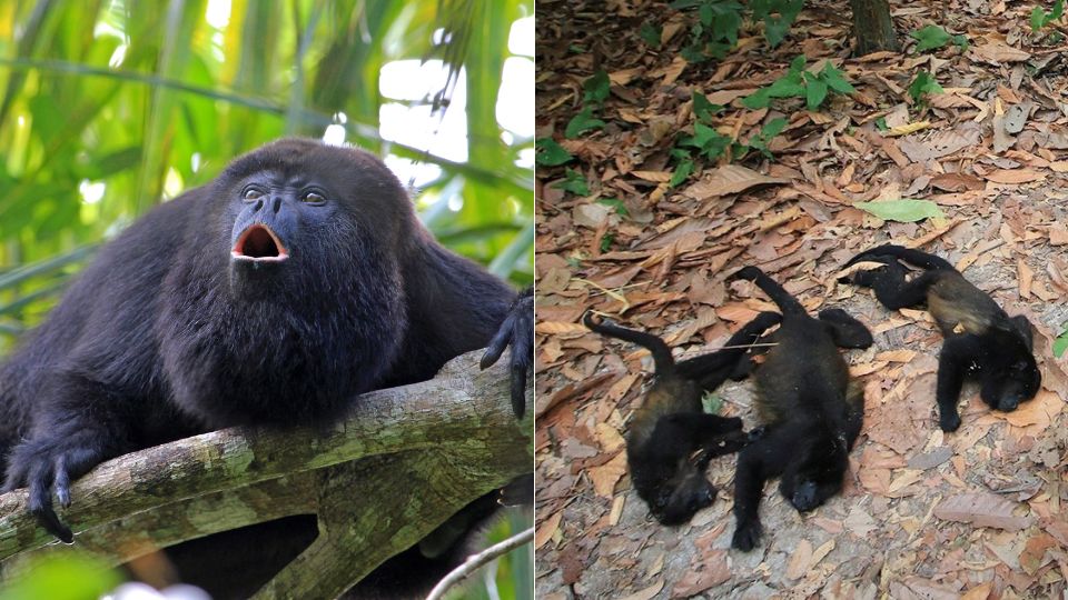 Monos aulladores caen deshidratados y mueren por altas temperaturas