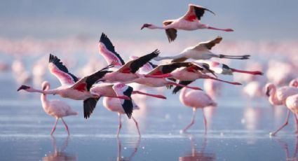 Video: Avión choca contra flamencos y mata a 39 en India