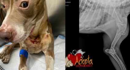 'Adopta Monterrey' rescata a un perro con heridas de bala y de arma blanca