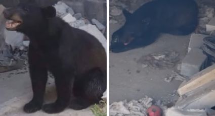 Ola de calor: Oso entra a patio de casa en Escobedo en busca de agua