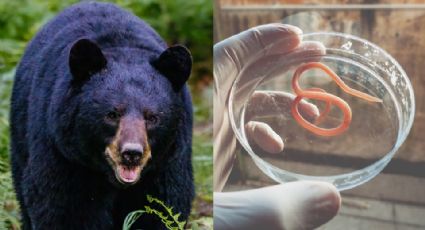 Familia contrae gusanos en el cerebro tras comer carne de oso en Dakota