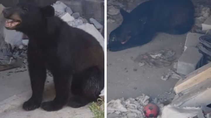 Ola de calor: Oso entra a patio de casa en Escobedo en busca de agua