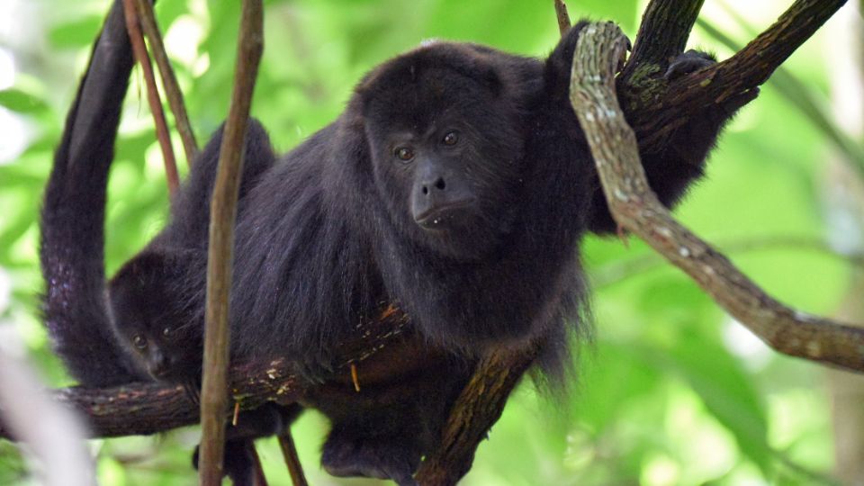 Mueren monos aulladores en México por altas temperaturas