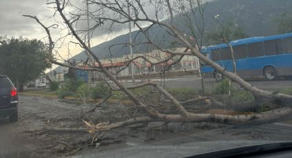 Lluvia deja a Escobedo con árboles caídos, inundaciones y colonias sin luz