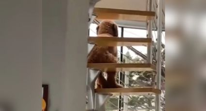 Video: Encuentran a perro sentado como humano en escaleras; así reaccionó