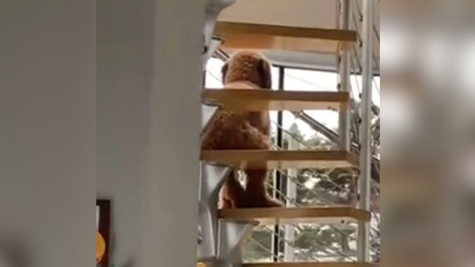 Perro sorprende al sentarse en escalera.