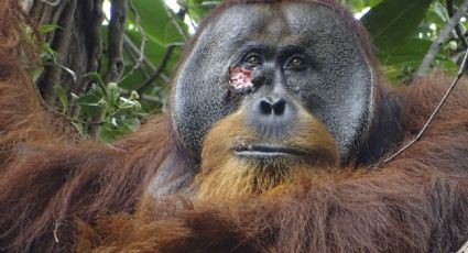 Rakus, el orangután que se aplicó una planta medicinal sobre una herida y se la curó