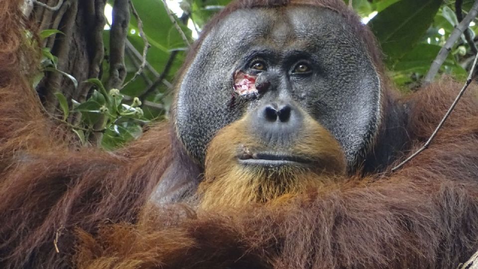 Fotografía del macho de orangután Rakus con una herida bajo el ojo.