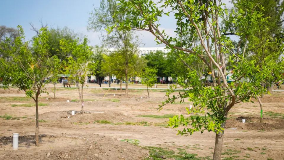 Reforestación en La Alameda | Gobierno de Monterrey