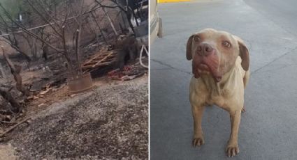 Mueren al menos 19 perritos en incendio de albergue en Silao