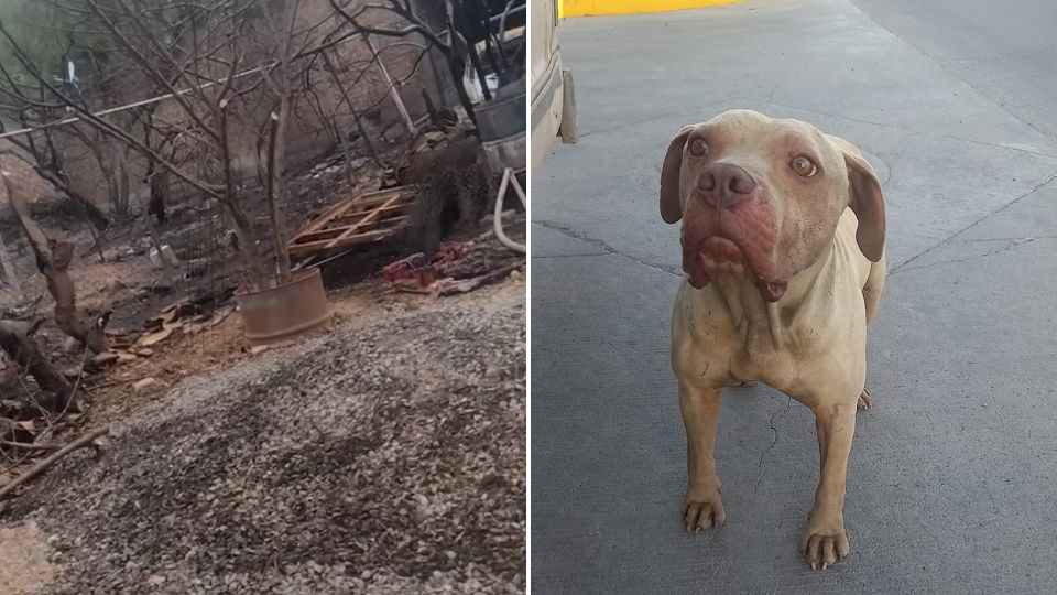 Se incendia albergue con perritos dentro en Silao