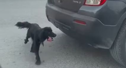 Abandonan a perrita en plena avenida en Apodaca