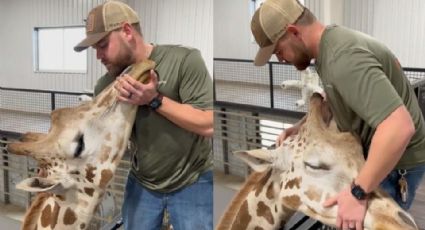 Video: Quiropráctico se hace viral tras ajustar el cuello de una jirafa en EU