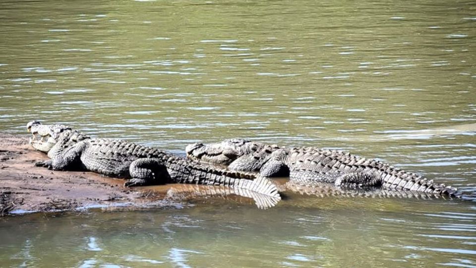 Cocodrilos en Uttara Kannada | Parque de cocodrilos Dandeli
