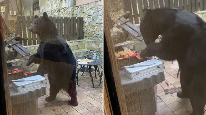 Video: Oso ‘asalta’ a jóvenes y se come sus salchichas asadas en Chipinque