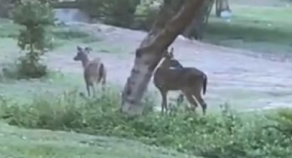 Video: Captan a 2 venados en Campus Mederos de la UANL