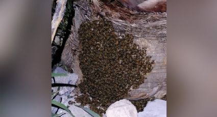 Abejas atacan a niños en Monterrey; tienen más de 50 picaduras