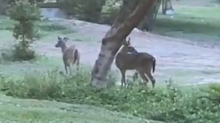 Video: Captan a 2 venados en Campus Mederos de la UANL
