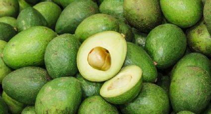 EU reanudará inspección de aguacate en Michoacán