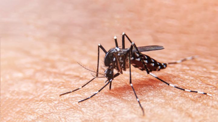 Inyectan combate contra el dengue en NL