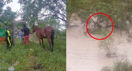 Protección Civil rescata caballo amarrado en el río Santa Catarina 