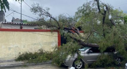 Cae árbol y destroza auto y fachada de casa en Monterrey  