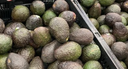 ¿Por qué podría bajar el precio del aguacate en los siguientes días?