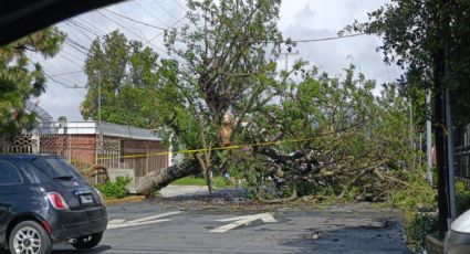 ‘Alberto’ derriba un árbol en la colonia Del Valle