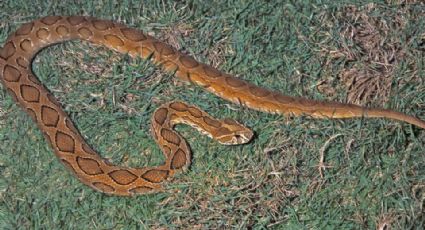 Serpiente regresa de la extinción y mata a cinco personas en Bangladesh