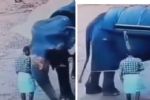 Video: Elefante aplasta a su cuidador y lo mata de forma instantánea en la India