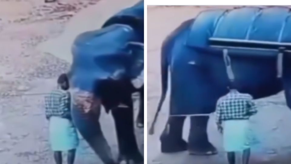 Hombre en la India es aplastado por el elefante que cuidaba