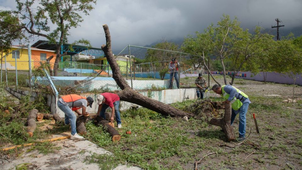 Árbol cae derriba malla de plantel escolar