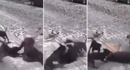 Video: Jauría de perros ataca a adulta mayor en Querétaro