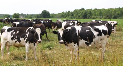 En su cumpleaños, mujer muere aplastada por un rebaño de vacas en Alemania