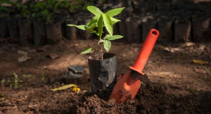 ¡Todos a plantar! ¿Dónde y cuándo se regalarán árboles en Monterrey?