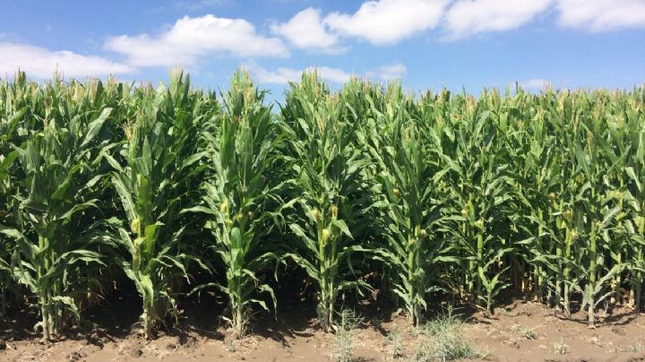 Esperan aumento en producción agrícola y ganadera en NL tras tormenta Alberto