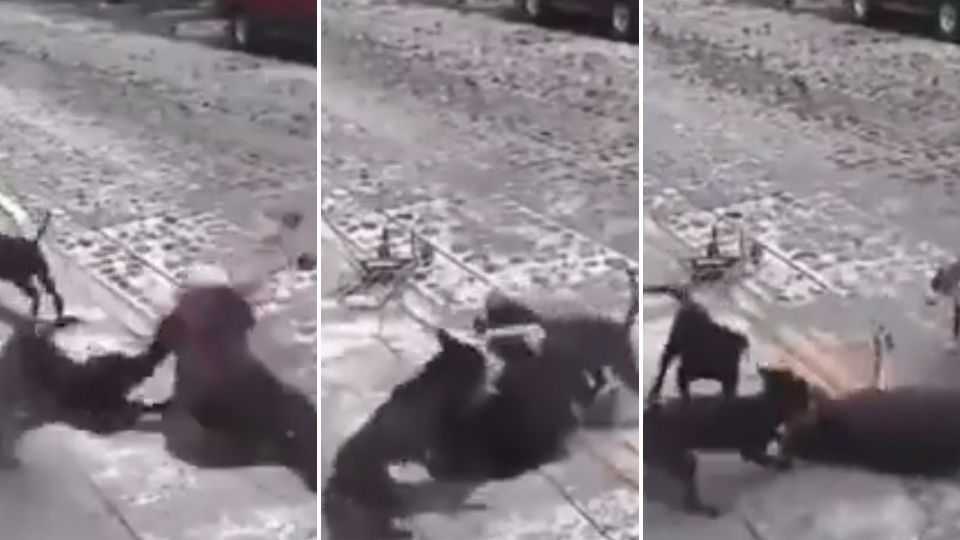 Mujer atacada por perros en calles de Querétaro