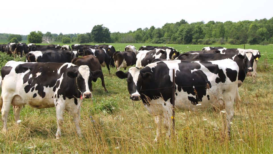 Vacas comiendo pasto